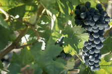 Paullac grands vins chai vinification appellations vigne meilleurs vins rive-gauche